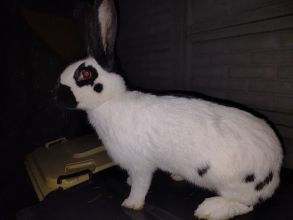 Sprzedam samicę srokacza