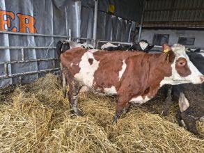 Sprzedam krowe wysokocielną