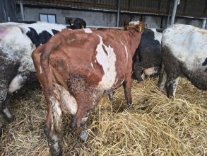 Sprzedam krowe wysokocielną