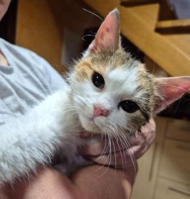 Oddam młodą kotke w dobre ręce