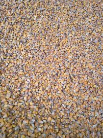 Kukurydza sucha 2025