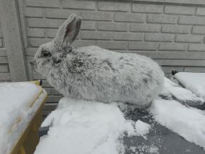 Sprzedam samicę WJS