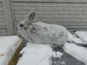 Sprzedam samicę WJS