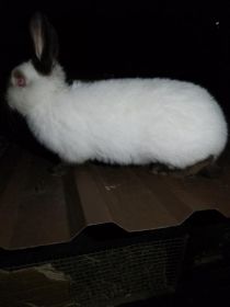 Sprzedam samicę kal8fornia hawana