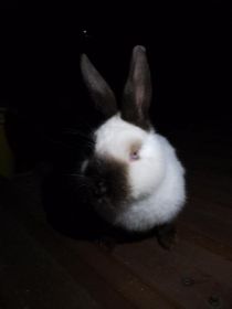 Sprzedam samicę kal8fornia hawana