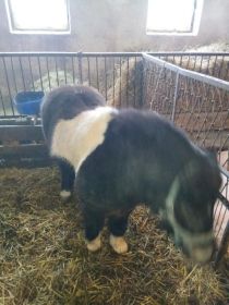 Sprzedam klacz kucyka