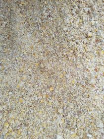 Kiszone ziarno kukurydzy ccm