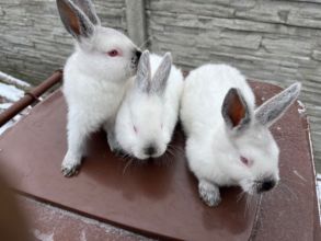 Sprzedam króliki kalifornijskie