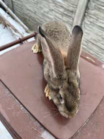 Sprzedam samca Belga