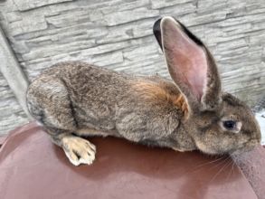 Sprzedam samca Belga