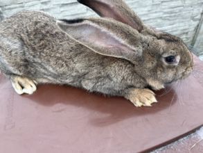 Sprzedam samca Belga