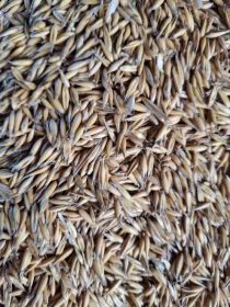 Sprzedam zboże owies bingo