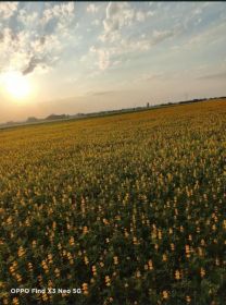 Łubin żółty mister