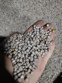 Łubin żółty mister