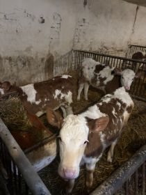 Jałówki Simental Polska 85-100 kg