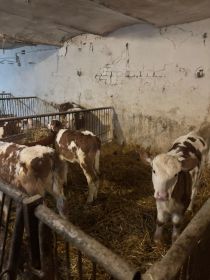 Jałówki Simental Polska 85-100 kg