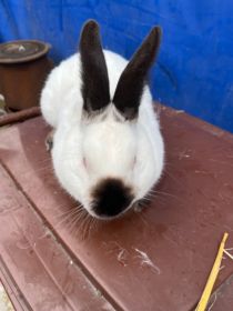 Sprzedam dwie samice kalifornijskie i samca