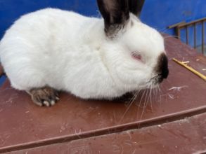 Sprzedam dwie samice kalifornijskie i samca