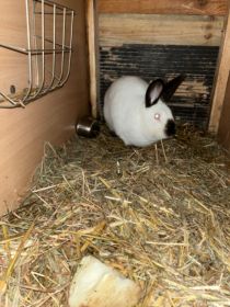 Sprzedam dwie samice kalifornijskie i samca