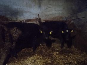 Sprzedam jałówki mięsne