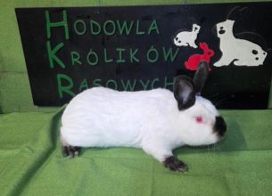 Kalifornijski czarny