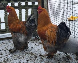 Sprzedam koguta kochina olbrzymiego