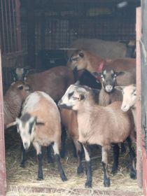 Sprzedam baranki kameruńskie