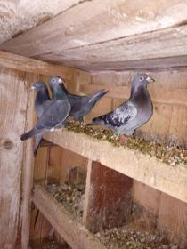 Witam sprzedam pocztowę gołebie zdrowe i zadbane...