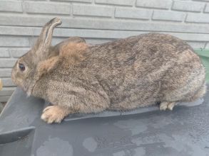 Oddam z darmo królika