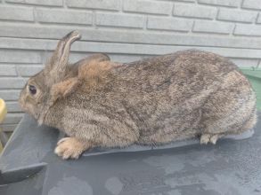 Oddam z darmo królika