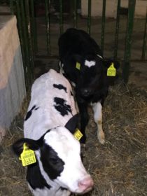 Sprzedam jałóweczki