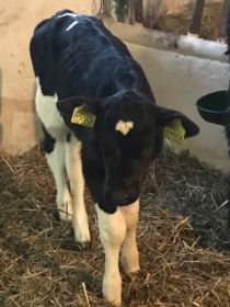 Sprzedam jałóweczki