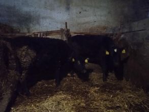 Sprzedam jałówki mięsne