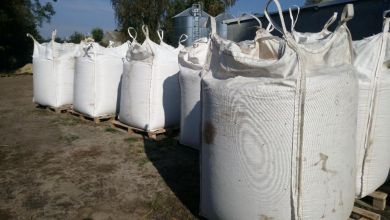 Kukurydza sucha 2025