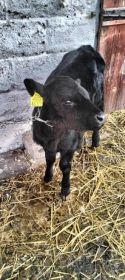 Sprzedam jałówkę