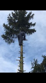 Ścinanie trudnych drzew