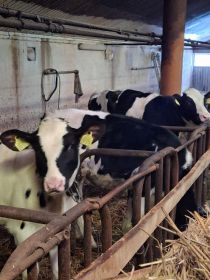 Sprzedam jałówki hodowlane