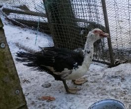 Sprzedam kaczora francuskie