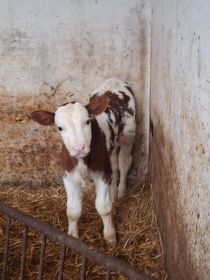 Sprzedam dwa byczki mięsne