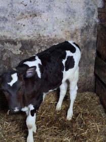 Sprzedam dwa byczki startety