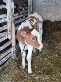 Sprzedam cieliczkę