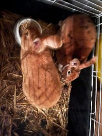 Wymienię na barny francuski