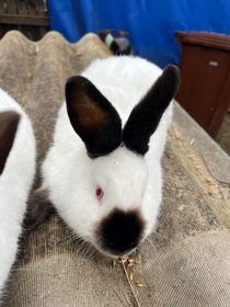 Wymienię na barny francuski