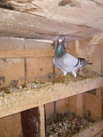 Witam okazja sprzedam golebie pocztowe zostalo