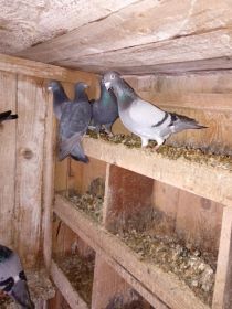 Witam okazja sprzedam golebie pocztowe zostalo