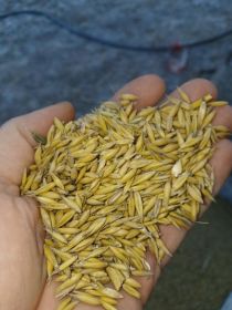 Owies Pablo do siewu 1tona