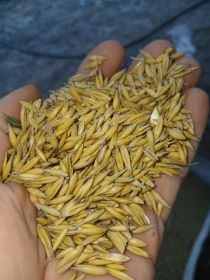 Owies Pablo do siewu 1tona