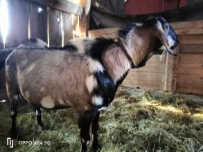 Kozioł anglonubijski