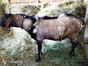 Kozioł anglonubijski