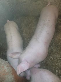 Sprzedam tucznika na uboj